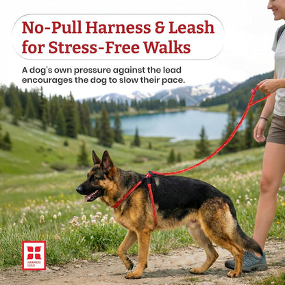 Harness Lead Escape Resistant, Reduces Pull Dog Harness, Medium/Large, Black2