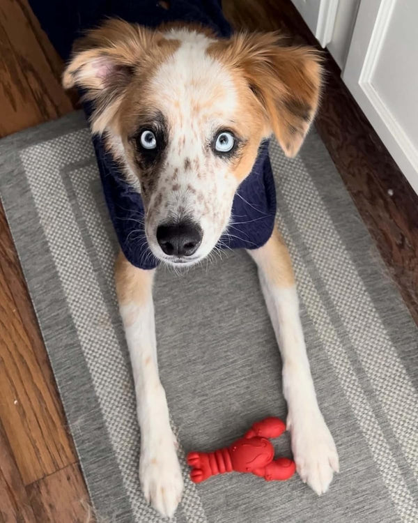 Nylabone Power Chew Lobster Dog Chew Toy, Filet Mignon Flavor, Small | Durable Dog Toys for Aggressive Chewers, Long Lasting, Discourages Destructive Chewing, for Dogs up to 25 Lbs8