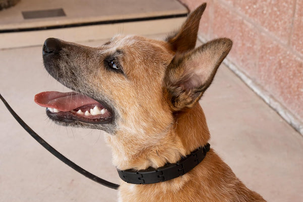 Starmark Pro-Training Dog Collar Large6