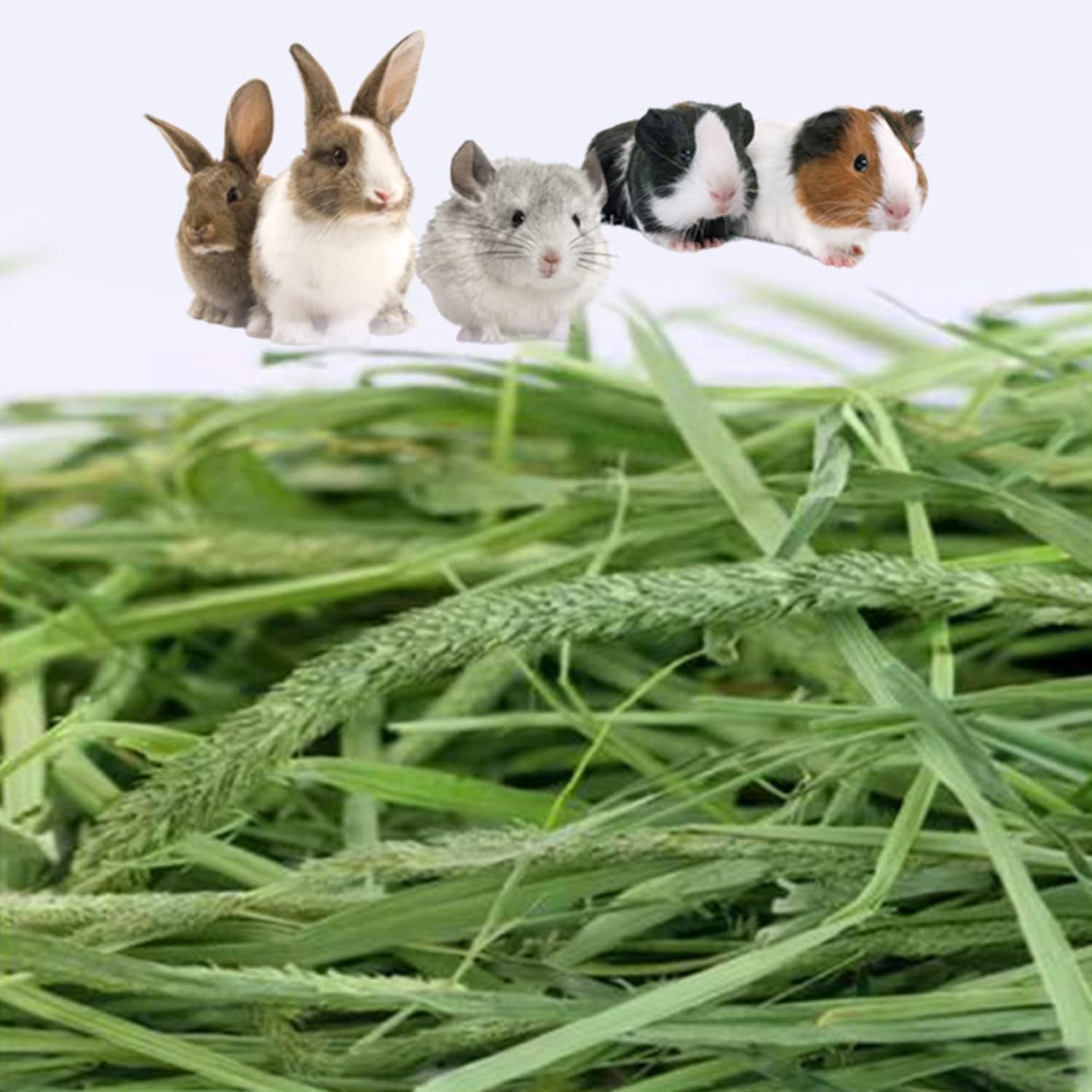 timothy-hay-6-6lbs-small-pet-feed-hand-selected-natural-fresh-timothy-hay-for-rabbits-guinea-pigs-chinchillas-6-packs-of-1-1lbs-each