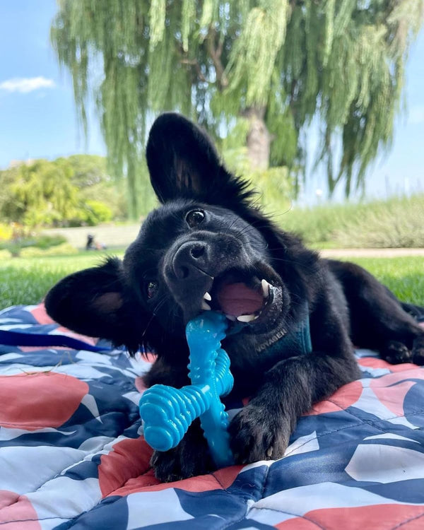 Nylabone Power Chew Comfort Hold X Bone Dog Chew Toy, Beef Flavor, Small | Small Breeds, Durable Dog Toys for Dogs up to 25 Lbs, Teeth-Cleaning Textures, Discourages Destructive Chewing, Long Lasting2