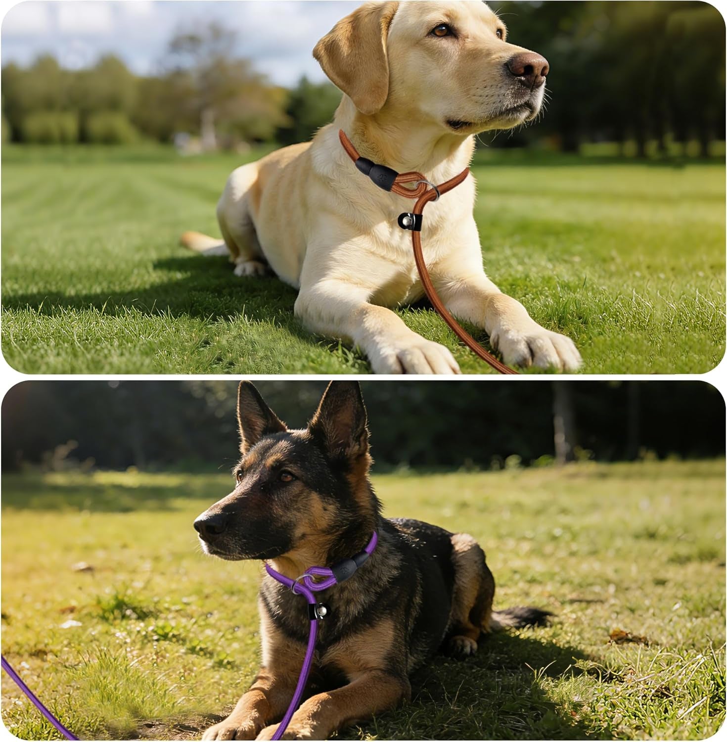 fovrlzse-nylon-dog-leash-5-pack-red-black-blue-brown-purple-4-6ft-training-leash-for-small-to-medium-dogs-10mm-braided-nylon-with-tpu-non-slip-buckle-daily-walking-puppy-training