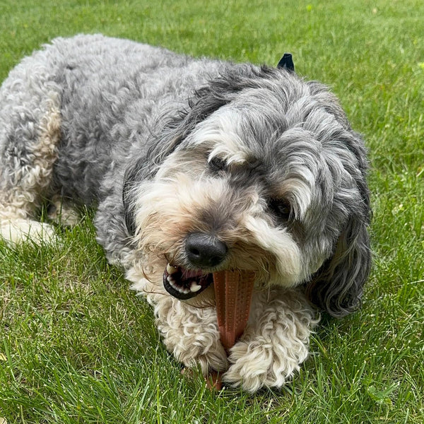 SPOT Bam-Bones plus T Bone – Bamboo Fiber & Nylon Dog Chew Toy for Moderate to Aggressive Chewers, Durable Long Lasting & Non-Splintering, Beef Flavor Toy for Adult Dogs & Puppies under 60 Lbs, 6 In19