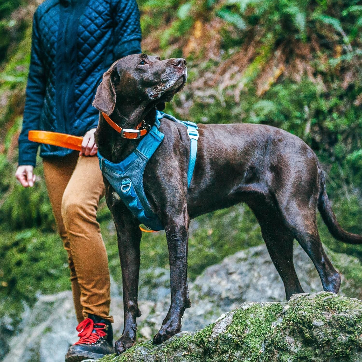 kurgo-journey-air-dog-harness-blue-small-padded-chest-ripstop-outer-breathable-mesh-back-assist-handle-rust-free-aluminum-hardware-reflective-trim