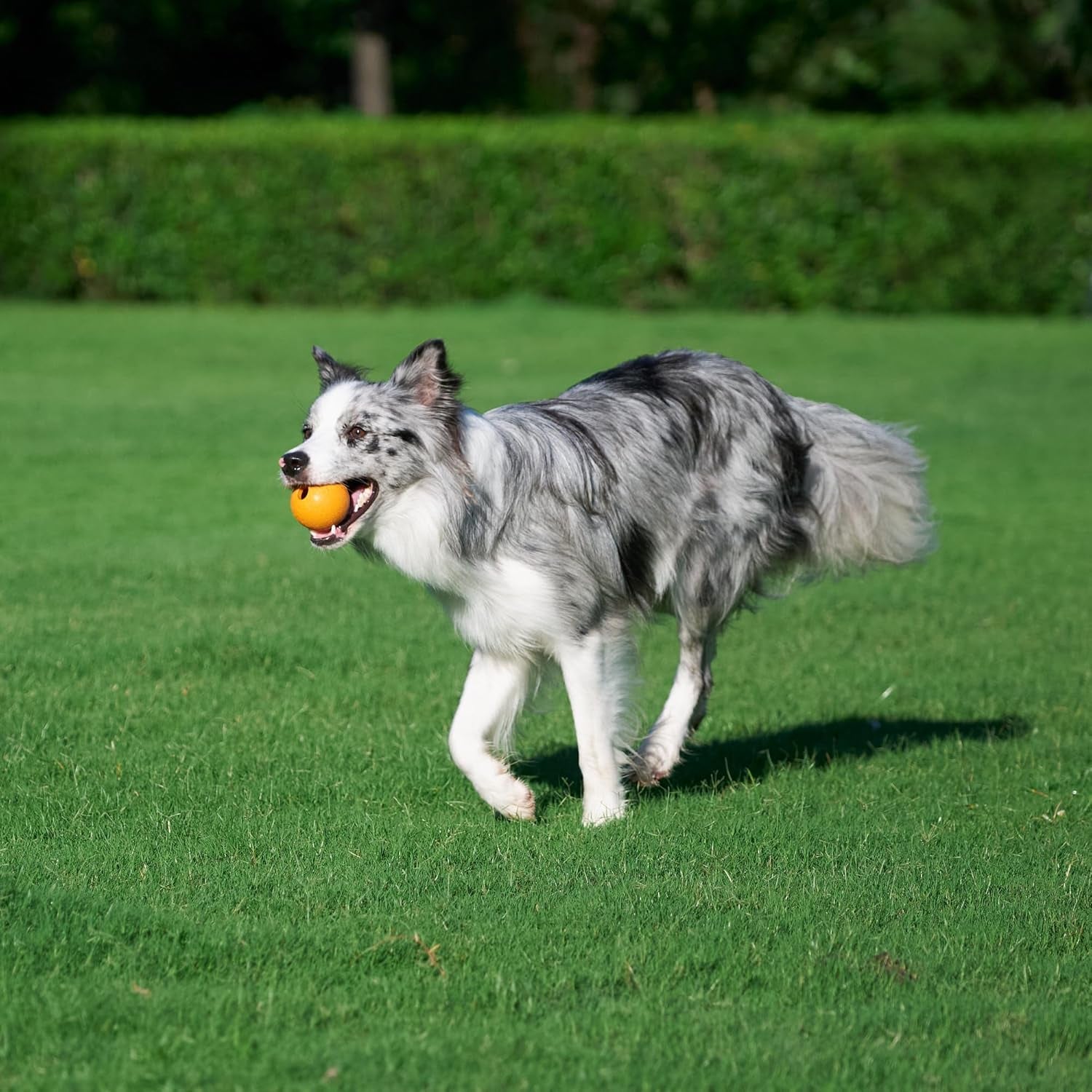 amazon-basics-interactive-bouncy-durable-rubber-dog-toy-balls-2-5-inch-multi-color-blue-orange-pack-of-10