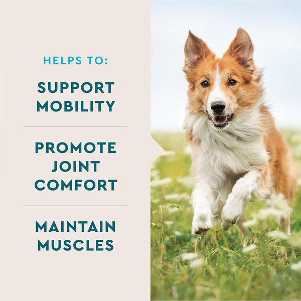 Vetiq Advanced Hip & Joint Chews, 60 Ct Chicken Flavor, Glucosamine for Dogs, Hip and Joint Supplement with Omega 3, Chondroitin, MSM, Green Lipped Mussel, Increases Mobility, Maintains Muscles | Increases Mobility & Maintains Muscle; Glucosamine, Chondroitin, MSM & Omega-3; Green Lipped Mussel; Chicken Flavor2