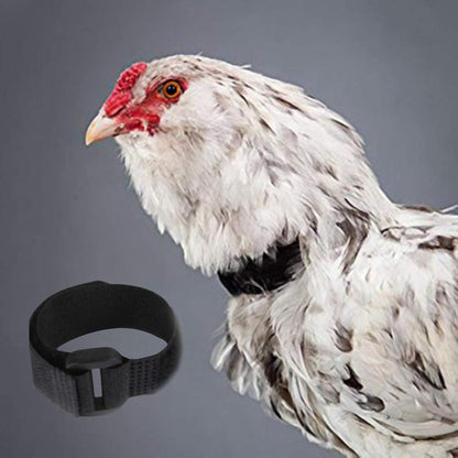 2Pcs Red Crow Rooster Collar, Crow Collar Rooster Collarno Crow Noise Neck Belt for Roosters Collars, Harnesses and Leashes Nylon Prevent Chickens from Screaming Basic Dog Collars Basic Collars5