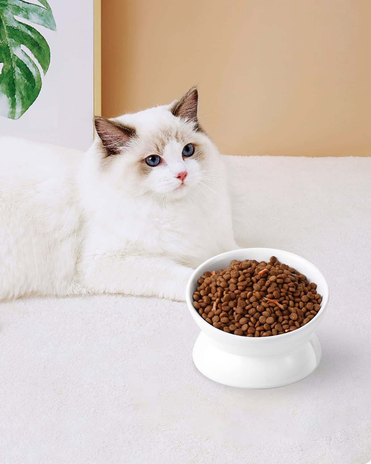 loejan-elevated-cat-food-bowl-5-oz-ceramic-raised-and-tilted-water-bowl-anti-vomiting-and-protect-pets-spines-dishes-for-small-dog-fat-faced-cat-kitten-white-1-pack