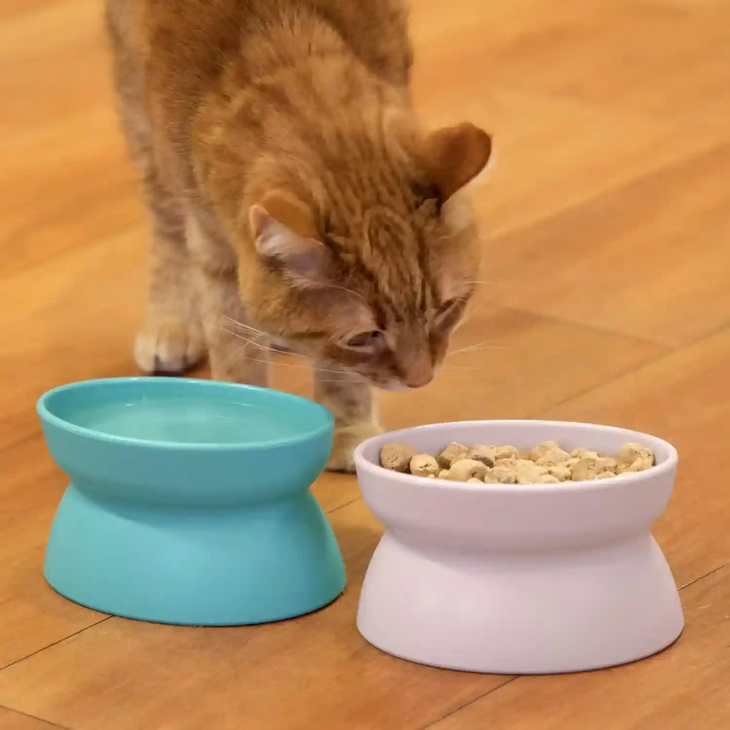 orange-cat-eating-from-elevated-white-food-bowl-beside-blue-water-bowl-on-hardwood-floor