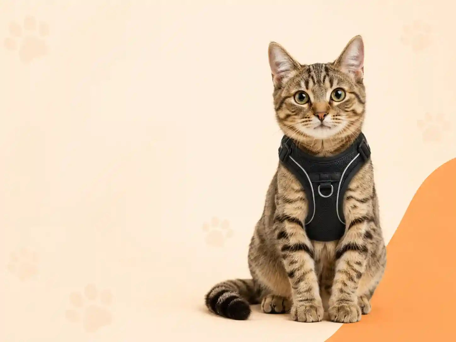 Tabby cat wearing black harness, perfect for safe walks and pet adventures.
