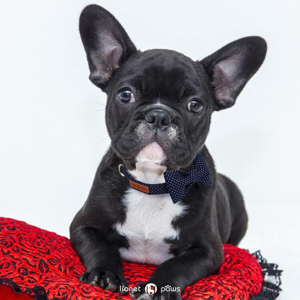 lionet-paws-boy-dog-collar-with-bowtie-comfortable-adjustable-cute-navy-blue-bow-tie-collar-for-male-dogs-gift-xlarge-neck-16-26-inches