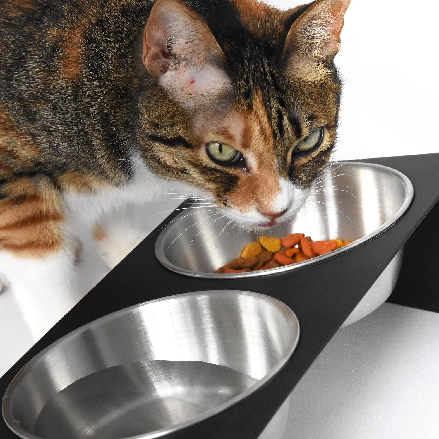 xympo-elevated-pet-bowl-for-cats-and-small-dogs