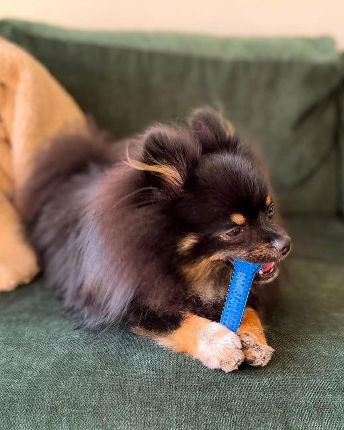 nylabone-flexi-chew-dental-gumabone-dog-chew-toy-chicken-flavor-small-dog-toys-for-small-dogs-up-to-25-lbs-teeth-cleaning-textures-flexible-material-gentle-on-teeth-great-for-seniors