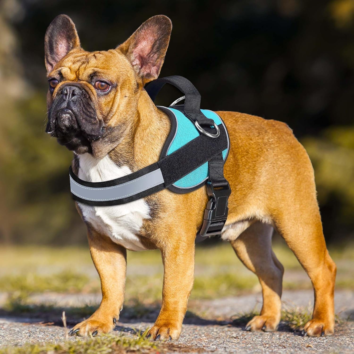 haapaw-essential-dog-harness-no-pull-pet-vest-with-3-leash-clips-no-choke-reflective-adjustable-and-padded-for-easy-walking-and-training-for-medium-dogsm-blue