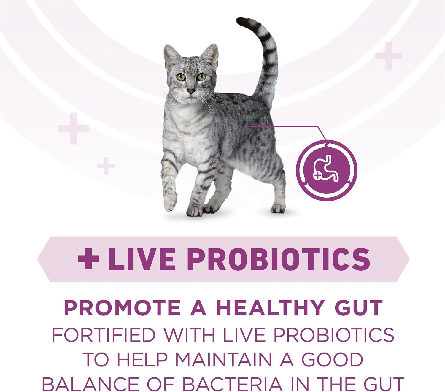 purina-one-plus-whole-body-support-with-chicken-dry-cat-food-16-lb-bag