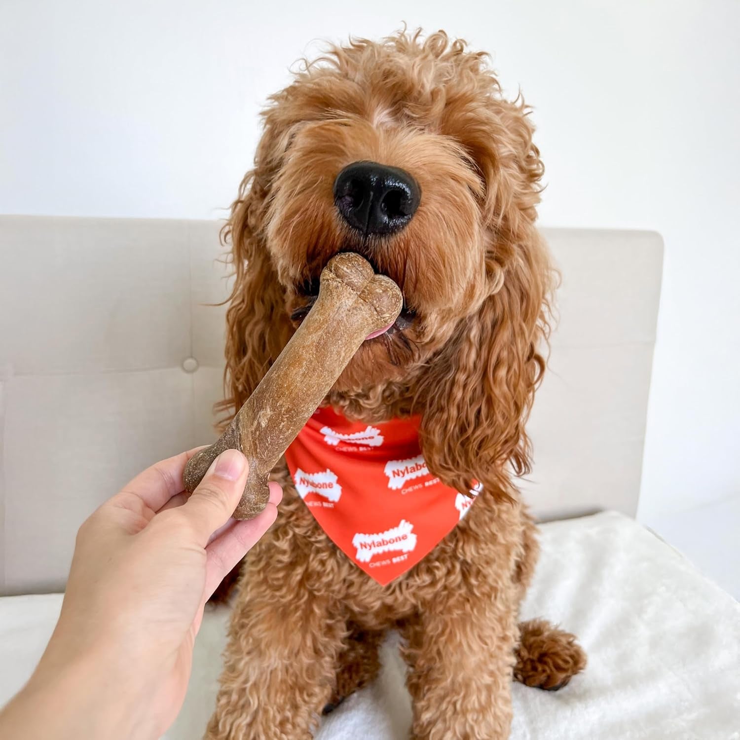 nylabone-healthy-edibles-natural-dog-chews-long-lasting-roast-beef-flavor-treats-for-dogs-medium-wolf-2-count