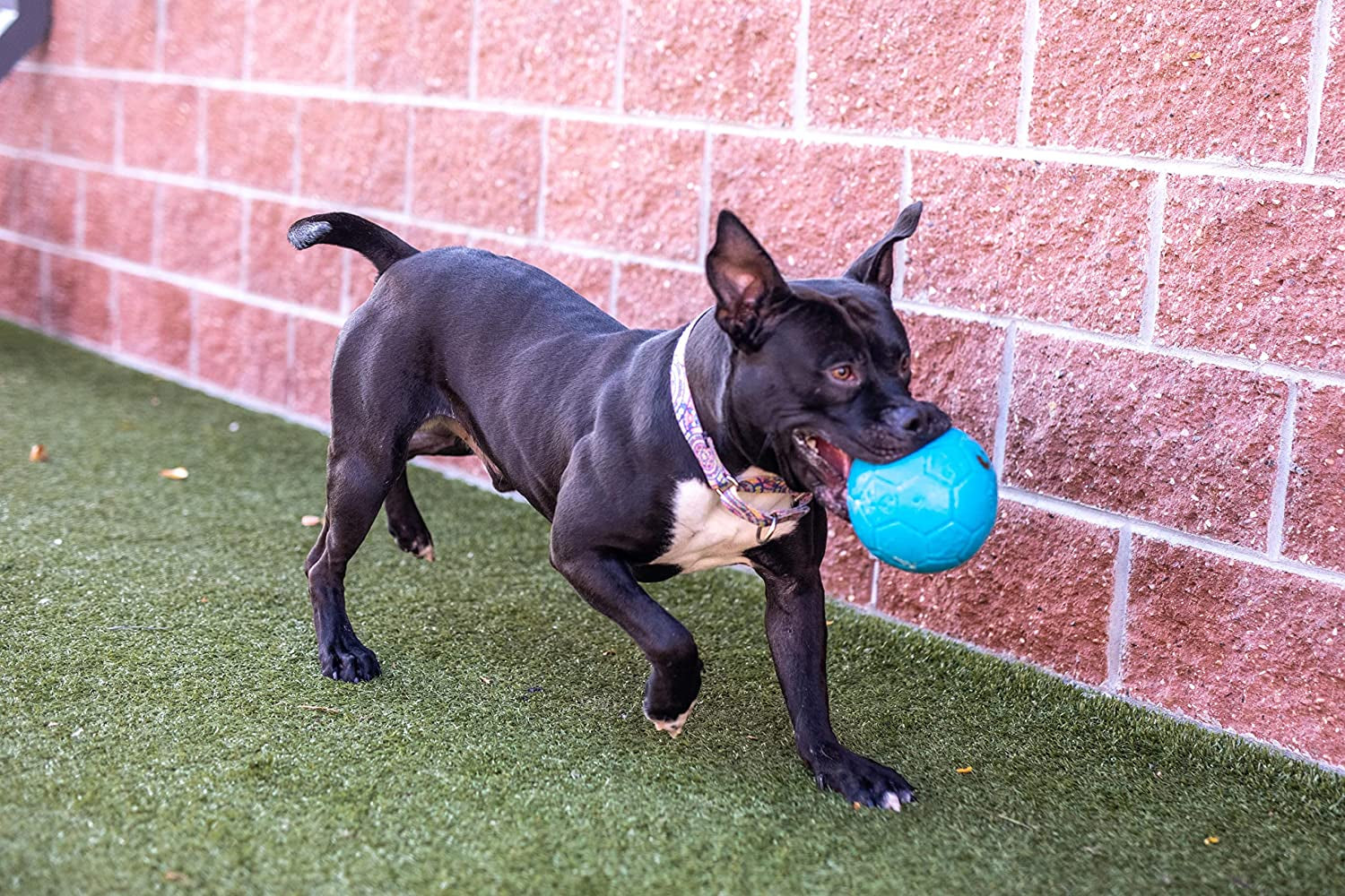 jolly-pets-large-soccer-ball-floating-bouncing-dog-toy-8-inch-diameter-ocean-blue-large-8-inch-durable-dog-soccer-ball-for-dogs-60-to-90-lbs-wont-deflate-when-punctured-floats-for-water-play-made-in-usa