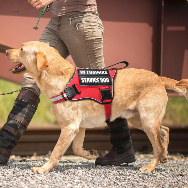 Service Dog Vest Harness and Leash Set+10 Patches,No Pull&Adjustable Reflective Dog Harness with Soft Padded Handle for Training/Everyday,Fit Small/Medium/Large/Extra-Large Dogs(Red XL) | No Pull&Adjustable Reflective Service Dog Harness Large Sized,Dog Leash with 2 Soft Padded Handles,For Training Working7