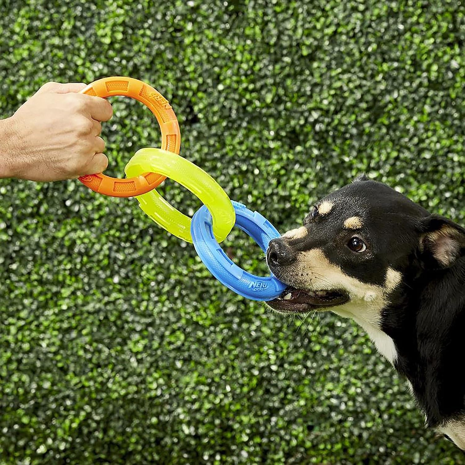 nerf-dog-3-ring-tug-outdoor-dog-toy-10-5-inch-ring-dog-tug-toy-for-medium-and-large-breeds-blue-green-orange