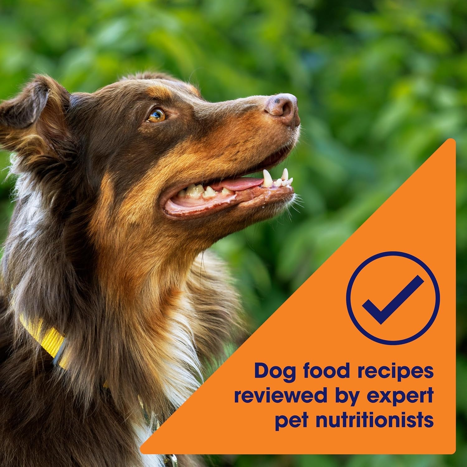 nature-s-recipe-grain-free-chicken-sweet-potato-pumpkin-recipe-dry-dog-food-24-lb-bag