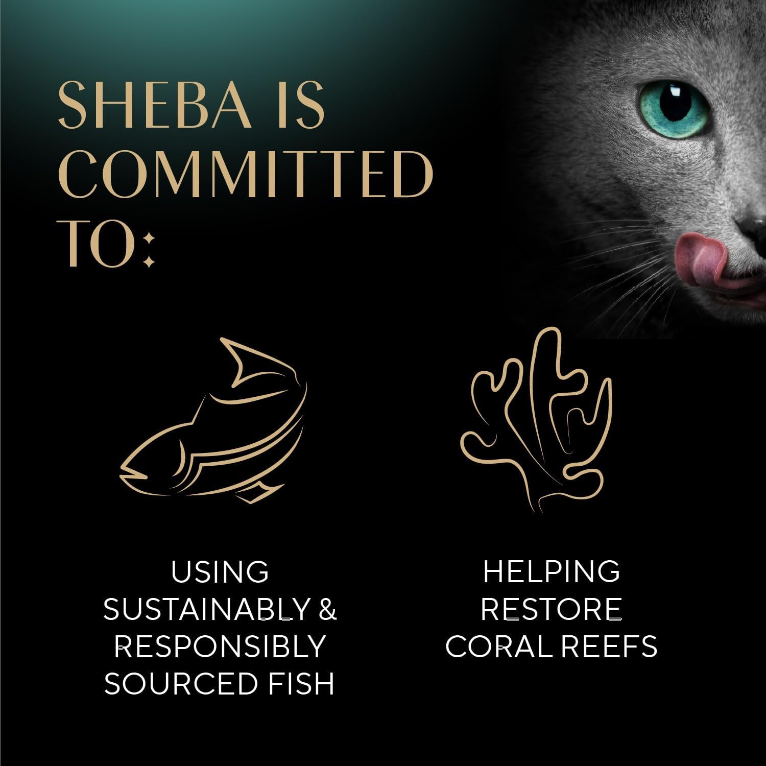sheba-selections-filets-wet-cat-food-complement-variety-1-3-oz-24-ct-grain-free-real-chicken-1-ingredient-no-corn-or-soy-no-artificial-flavors-peel-serve-topper-or-treat-1-3-oz-cups