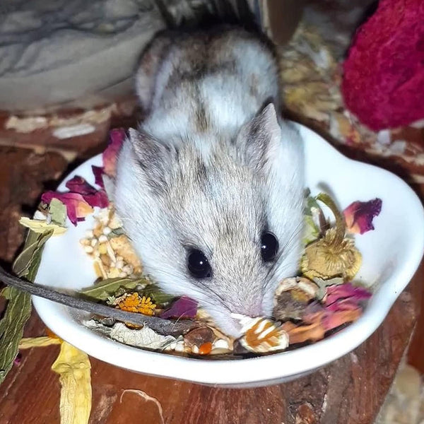 Flower Fusion Treat - Healthy Natural Dried Flower Herbivore Treat - Chinchillas, Guinea Pigs, Rabbits, Prairie Dogs, Degus, Hamsters, Rats, Squirrels, Sugar Gliders & Other Small Pets (0.85 Oz)3
