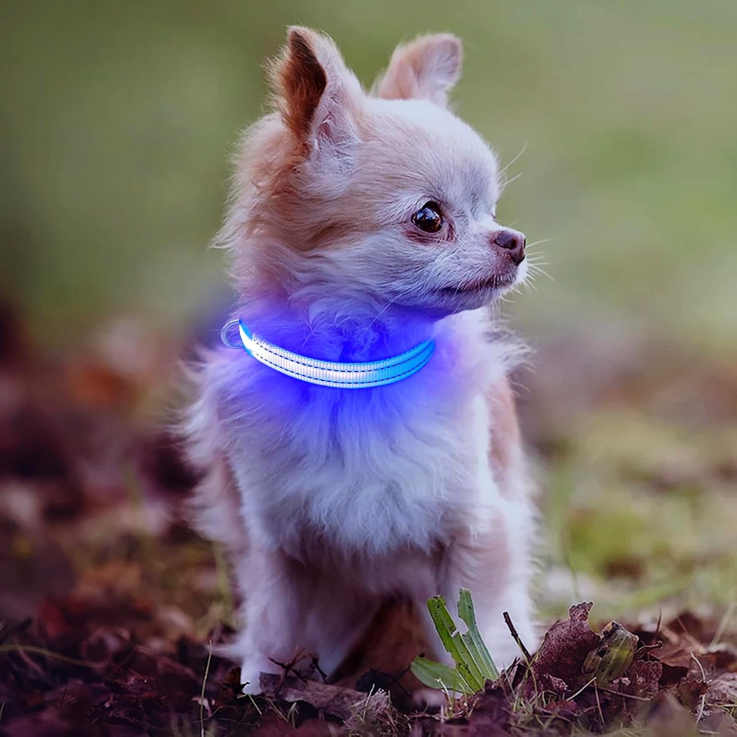 light-up-dog-collar-for-small-dogs-cats-reflective-led-dog-collar-rechargeable-glowing-puppy-collar-safety-dog-lights-for-night-walking-royal-blue