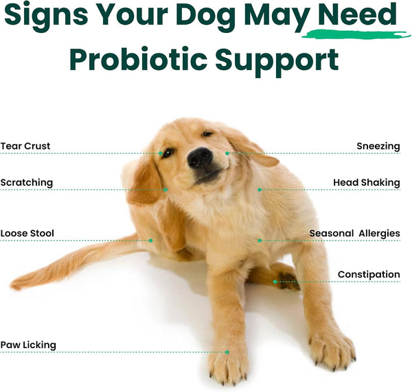 Dog Probiotics and Multivitamin Chews for Digestive Health, Immune Support, Gut Health, Allergy Support, Dog Vitamins, with Vitamin C, Omega 3, Colostrum, 60 Soft Chews per Jar4