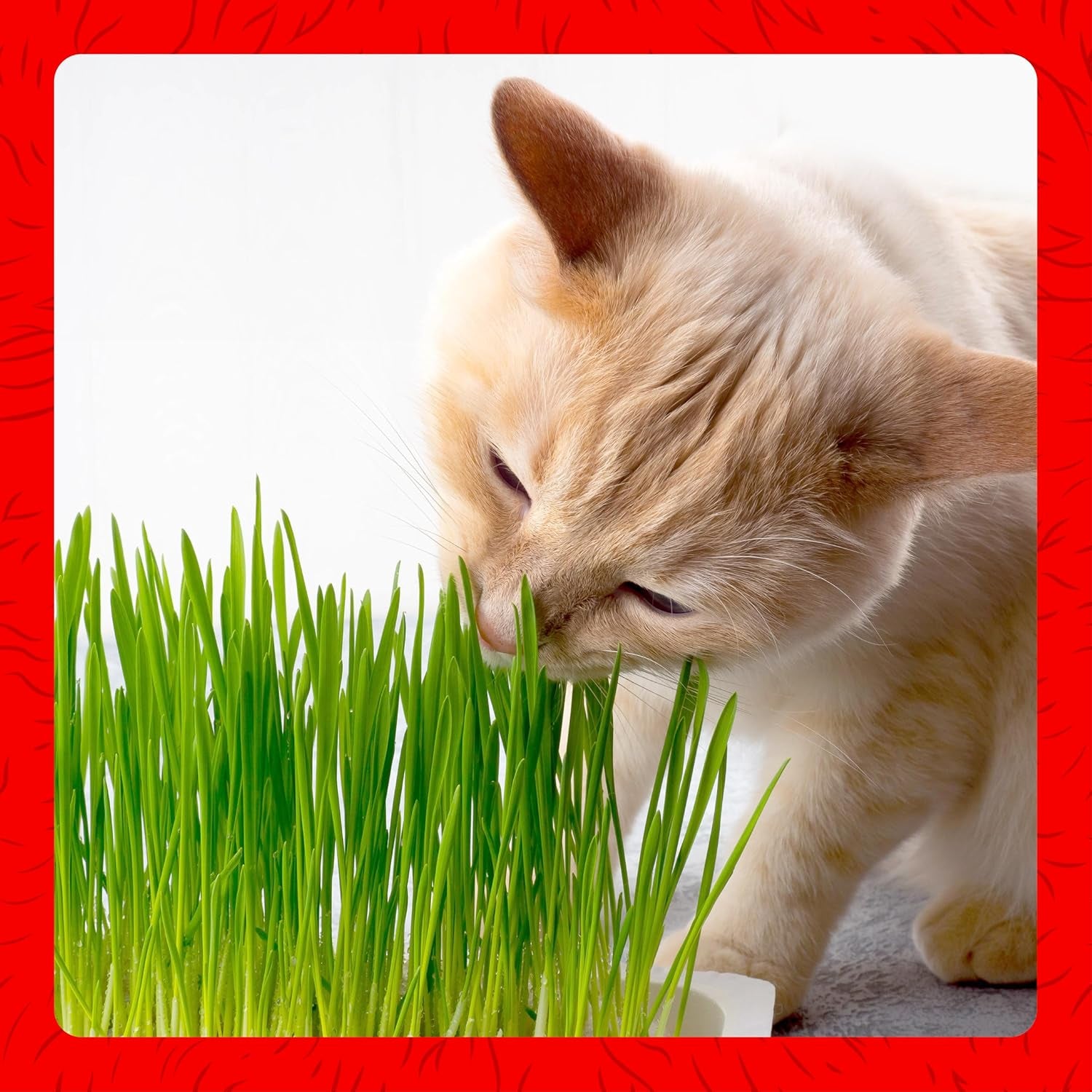 miracle-care-cat-about-cat-grass-kit-5-25-ounce-easy-to-grow-seeds-planter-for-indoor-cats-natural-fiber-aids-digestion-reduces-hairballs-freshens-breath-quick-growing