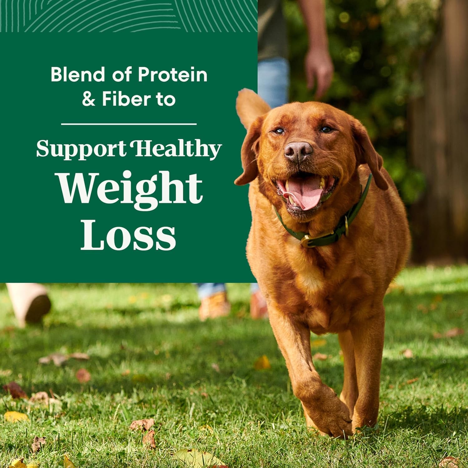 nutro-natural-choice-healthy-weight-dry-dog-food-chicken-rice-30-lb-non-gmo-chicken-1-ingredient-no-corn-wheat-soy-supports-weight-loss-skin-coat-digestive-immune-health