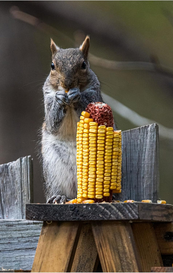 Wildlife Treats,Ear Corn Kernels, Hand Packed Boxes, Squirrel Food, 10 Pound (Pack of 1), Yellow4
