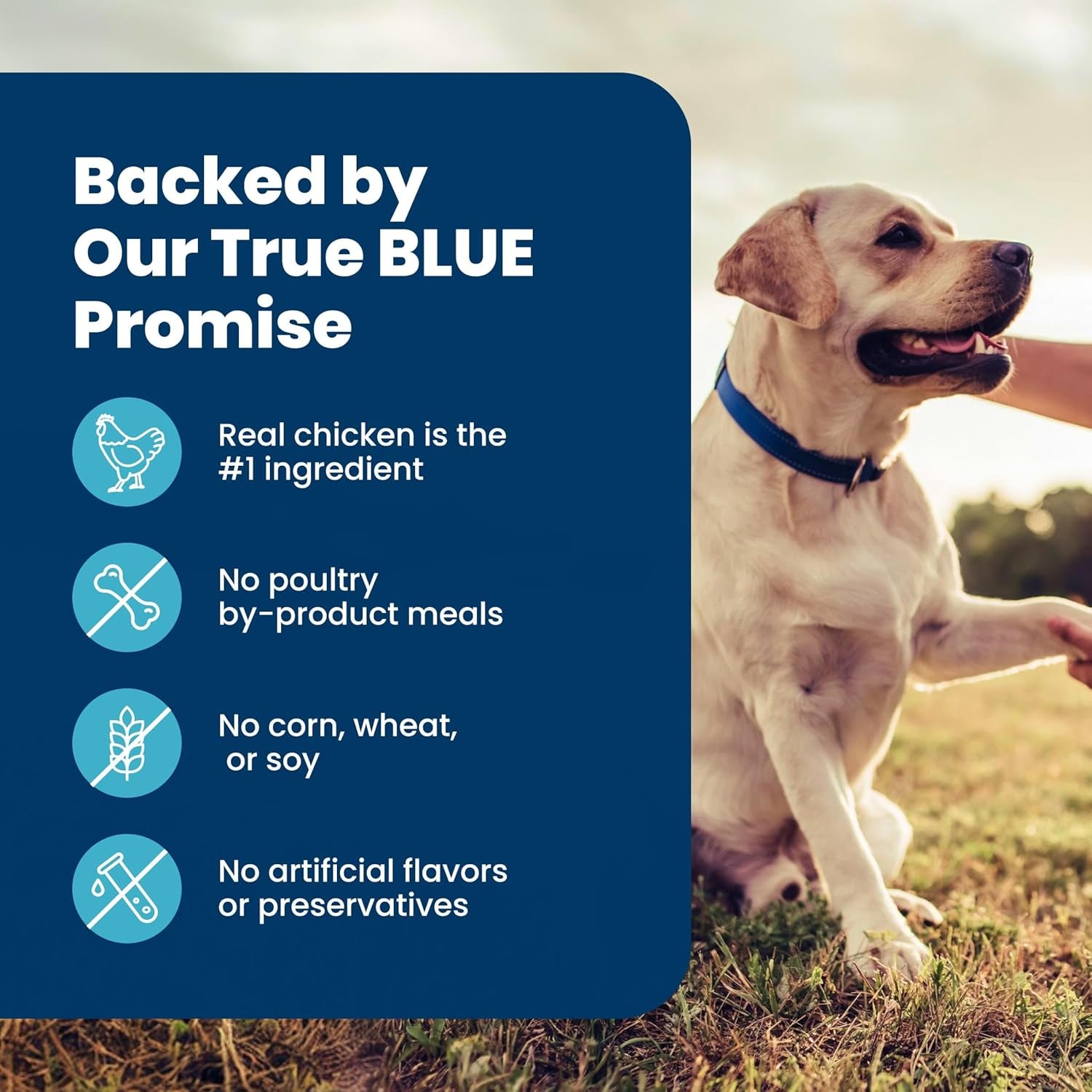 blue-buffalo-life-protection-formula-chicken-senior-7-dry-dog-food-5-lb-real-chicken-1-ingredient-glucosamine-chondroitin-for-joint-health-mobility-antioxidant-rich-lifesource-bits