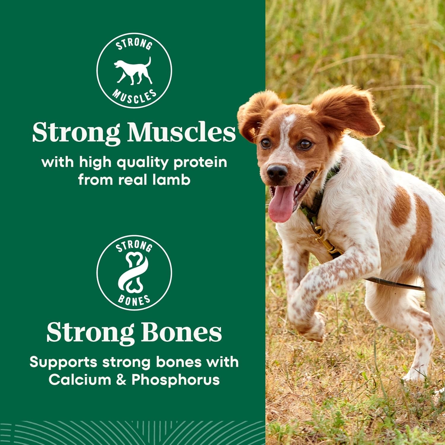 nutro-natural-choice-small-bites-dry-dog-food-lamb-rice-12-lb-non-gmo-real-lamb-1-ingredient-no-corn-wheat-soy-crafted-in-usa-supports-energy-bones-muscles-dental-health-skin
