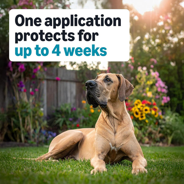 Amazon Basics Preventative Flea, Tick & Mosquito Topical Treatment for X-Large Dogs (Over 55 Pounds), Kills Fleas, Long-Lasting, 6 Count, Packaging May Vary4