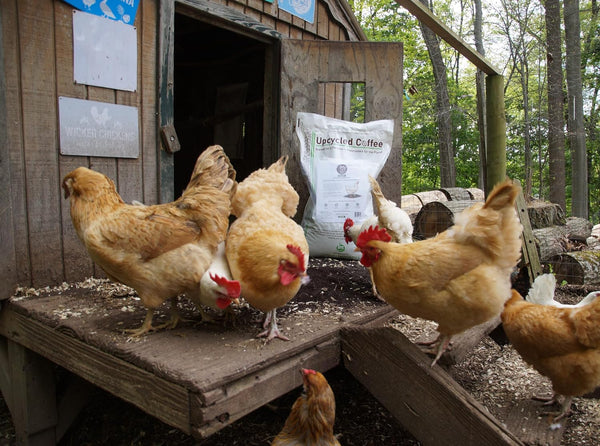 Javaearth® Coffee Bedding for Chickens - Loose Upcycled Coffee Grounds Poultry Litter for Coops & Brooders, Natural Clumping & Odor Control, 20 Lbs6