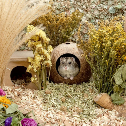 Andwe Coconut Hut Hamster House Bed for Gerbils Mice Small Animal Cage Habitat Decor4
