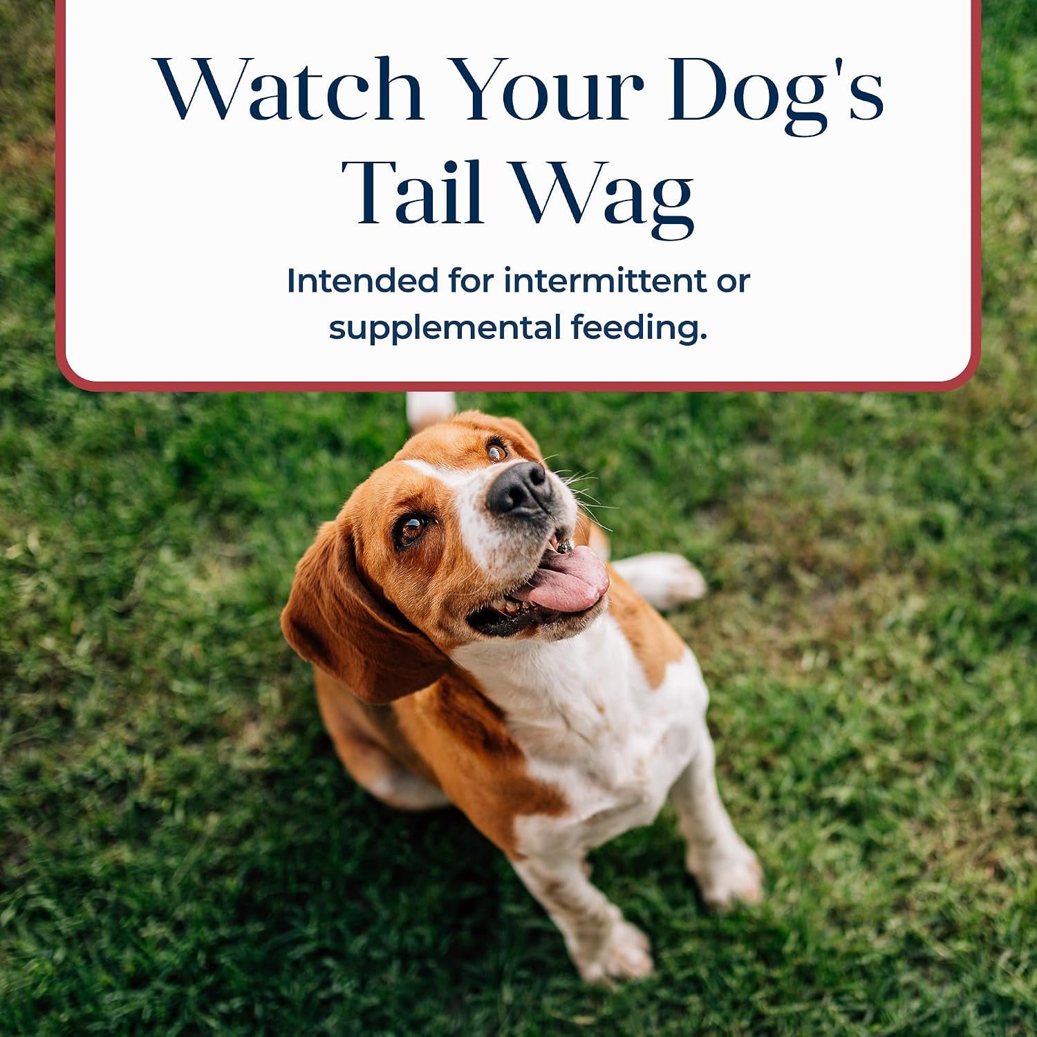 blue-buffalo-basics-crunchy-dog-biscuits-for-skin-stomach-care-limited-ingredient-diet-dog-treats-salmon-potato-recipe-6-oz-bag
