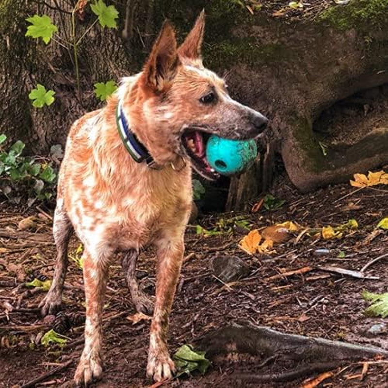 chew-king-fetch-balls-extremely-durable-natural-rubber-toy-pack-of-3-3-inch-balls-cm-0263-cs01