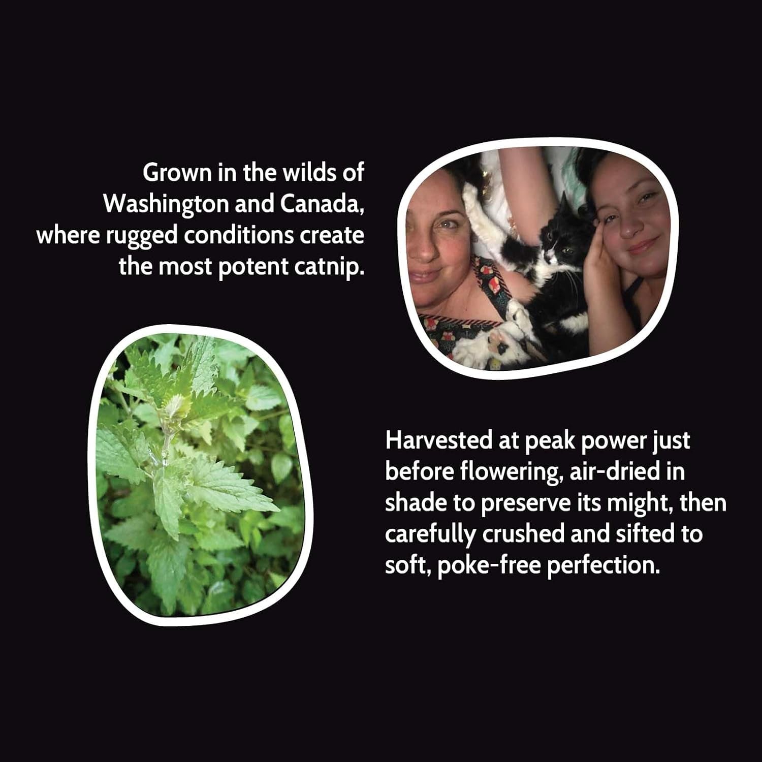catnip-silvervine-safety-cut-fine-cat-nip-silver-vine-1-5-cup-1-8-oz-vegan-ultra-potent-bulk-rescue-pack-north-american-go-ahead-create-a-monster-human-food-grade-fiend