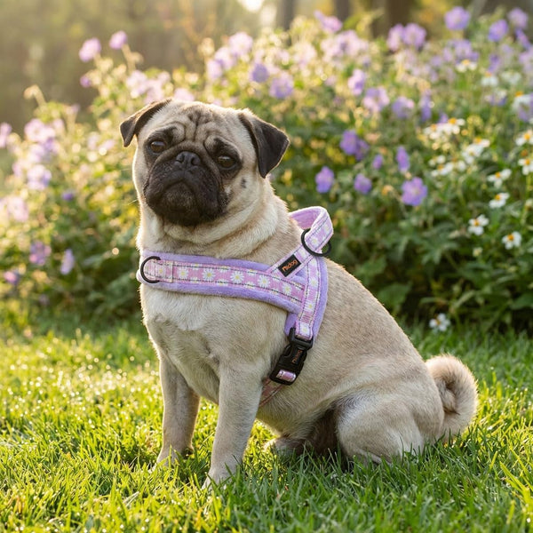 Didog No Pull Dog Harness for Small Medium Dogs, Floral Print, Purple, S | Soft Flannel Padded, Quick Fit, Easy on and Off, Night Safty, Adjustable & Reflective for Walking and Training, Chest 19-22"2