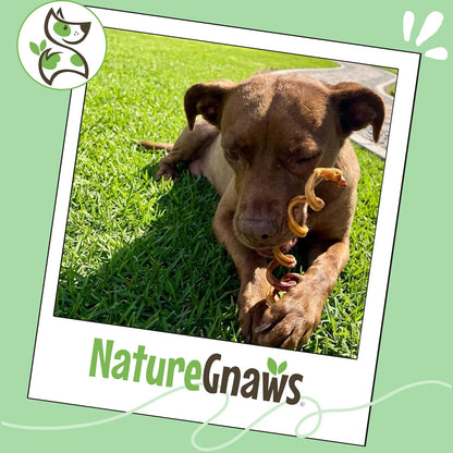 Nature Gnaws Bully Stick Springs for Dogs 7-8" (6 Count) - Long Lasting for Aggressive Chewers - Natural Curly Beef Dog Chew Bones - Rawhide Free6