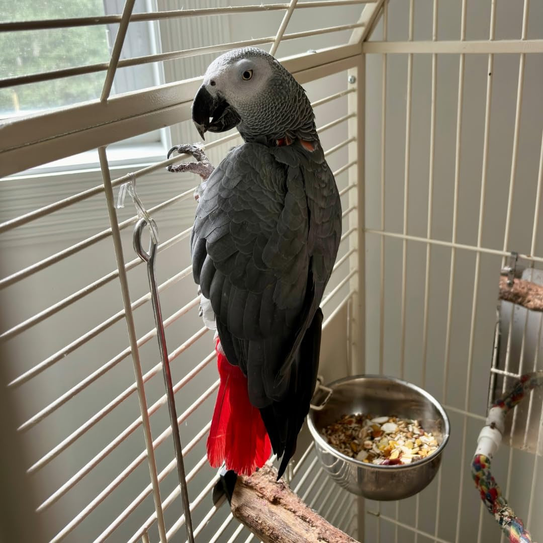 spot-stainless-steel-mini-coop-cup-with-wire-hooks-10-oz-small-pet-food-water-bowl-rust-resistant-easy-to-clean-attaches-to-cages-for-birds-parrots-rabbits-ferrets-rats-small-pets