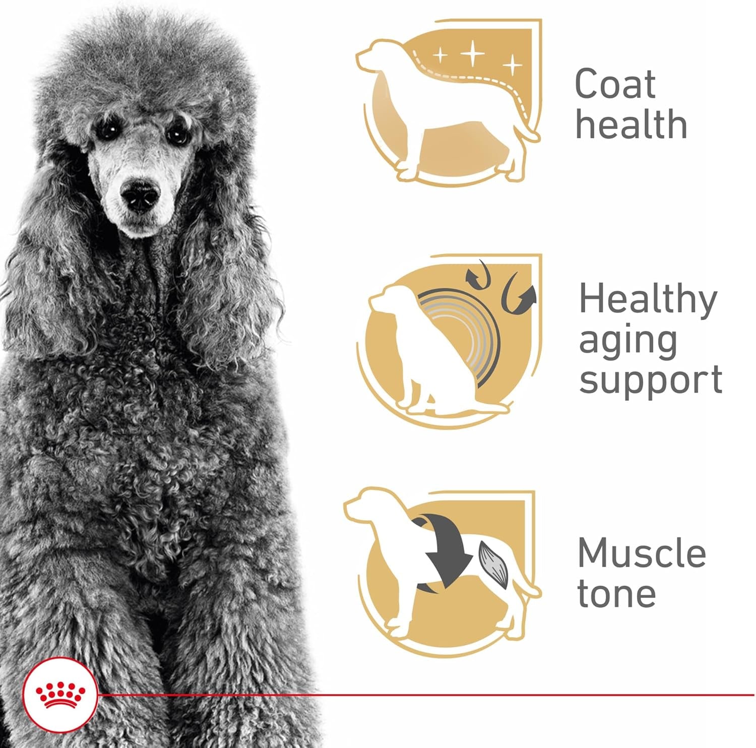 royal-canin-breed-breed-health-nutrition-poodle-adult-dry-dog-food