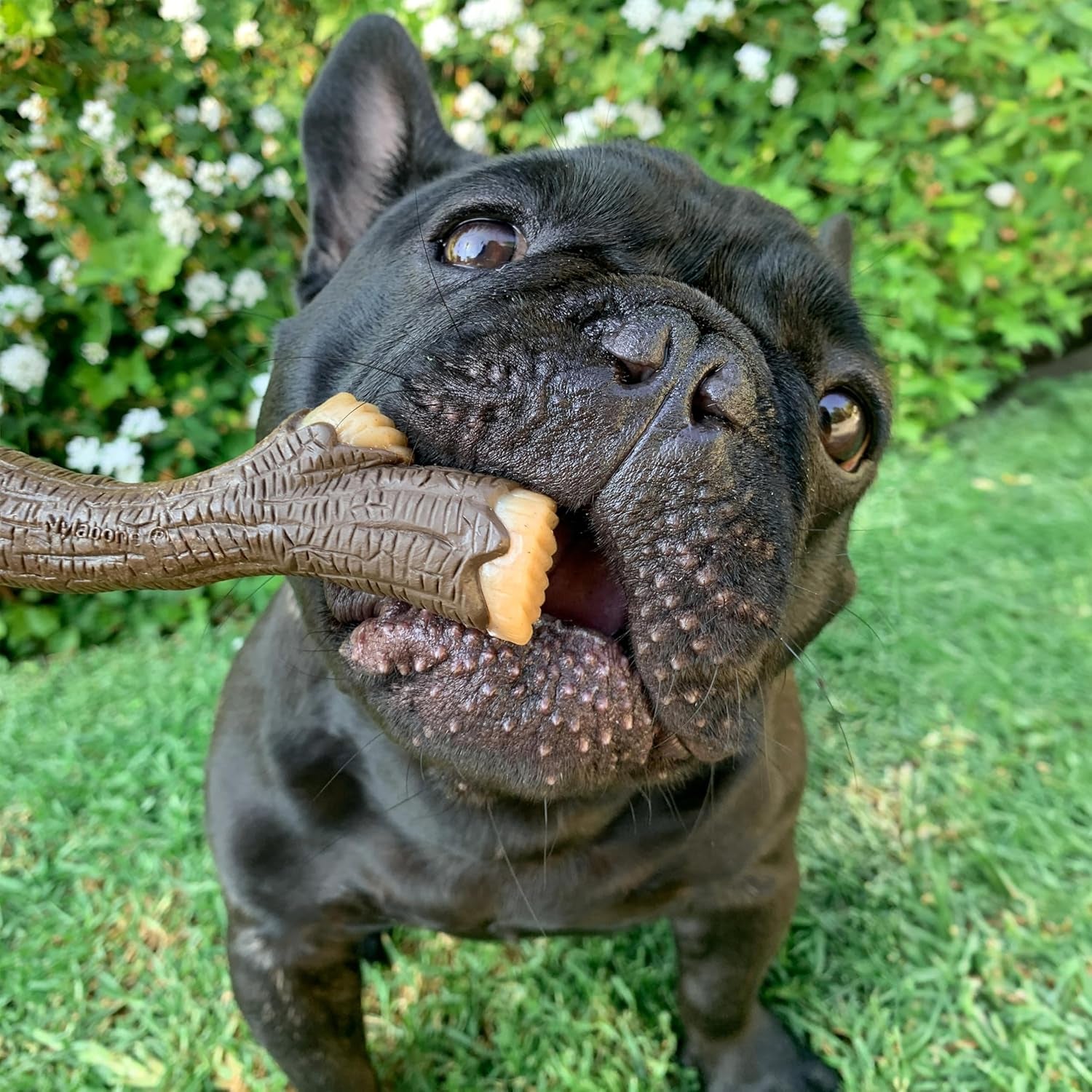 nylabone-strong-chew-stick-made-with-real-wood-dog-chew-toy-medium-bacon-flavor-medium-breeds-no-splintering-durable-chew-toys-long-lasting-helps-clean-teeth-medium-breeds-up-to-35-lbs