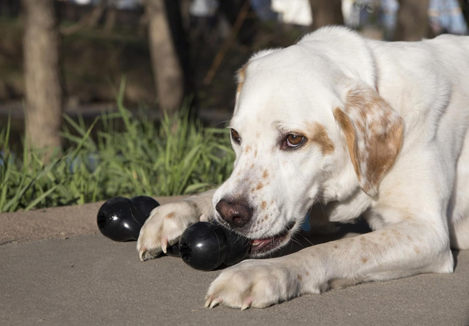 kong-extreme-goodie-bone-kongs-most-durable-natural-rubber-dog-bone-for-power-chewers-black-for-medium-dogs