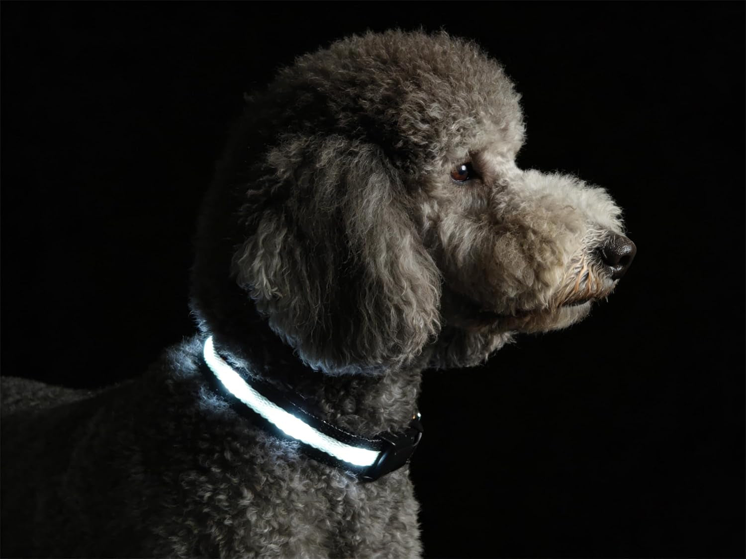 super-bright-led-dog-collar-waterproof-light-up-collarsgreen-medium-lighted-dog-collar-with-adjustable-fit-soft-nylon-comfort-usb-c-rechargeable-glow-in-the-dark-visibility-for-night-walks