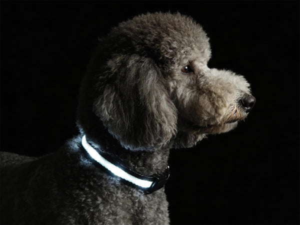 Super Bright LED Dog Collar, Waterproof Light up Collars(Green, Medium) | Lighted Dog Collar with Adjustable Fit, Soft Nylon Comfort, USB-C Rechargeable, Glow in the Dark Visibility for Night Walks15