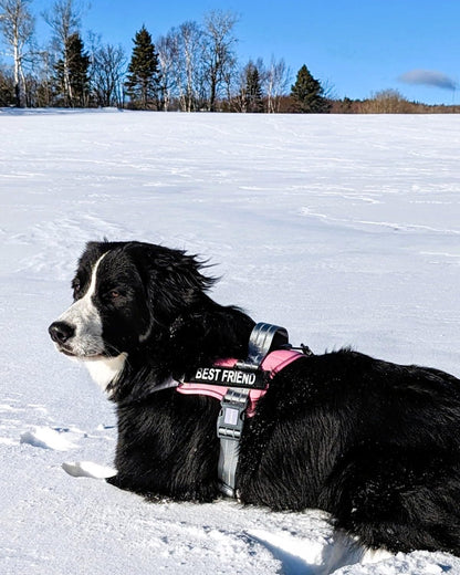 AUROTH Dog Harness and Leash Set, Soft Padded Service Dog Vest with 5.25FT Dog Leash, No Choke, Easy on Pet Vest, Adjustable Reflective No Pull Pet Vest Medium Sized Dog, Easy Walking and Training7