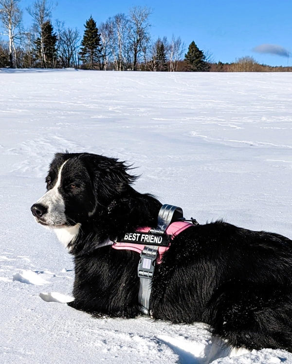 AUROTH Dog Harness and Leash Set, Soft Padded Service Dog Vest with 5.25FT Dog Leash, No Choke, Easy on Pet Vest, Adjustable Reflective No Pull Pet Vest Medium Sized Dog, Easy Walking and Training7