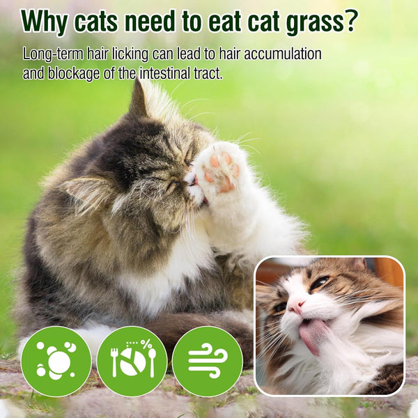 100G/3.52Oz Cat Grass Treats, Cat Grass Teething Stick for Hairball Remove and Teeth Cleaning, Edible Cats-Grass Stick Snack6